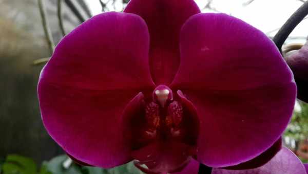 Чорна орхідея: опис, види та вирощування