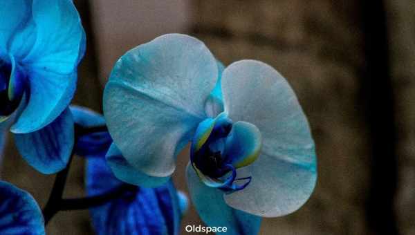 Таємнича блакитна орхідея: сорти і фото