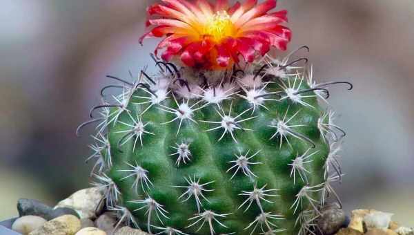 Все про кактуса Маммільярія бокасана - опис рослини, догляд за ним, способи розмноження і багато іншого