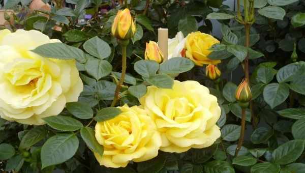 Морозостійкі сорти троянди для зимівлі без укриття в північних регіонах