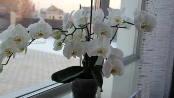 Витончена орхідея: чи можна тримати вдома і яке значення має квітка?