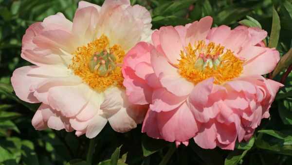 Піон Пінк Гаваян Корал (Paeonia Pink Hawaiian Coral) - вирощування і відхід