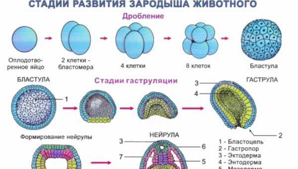 Третій етап охоплює Перейти к основному содержаниюПанель управления Система Пользователи Меню Материалы Компоненты Расширения Справка SP Page Builder  Меню пользователяInformative Ук...  Informative Україна  Материалы: Редактирование материала Основное со